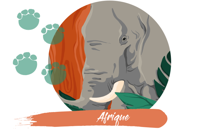 article-afrika-FR.png