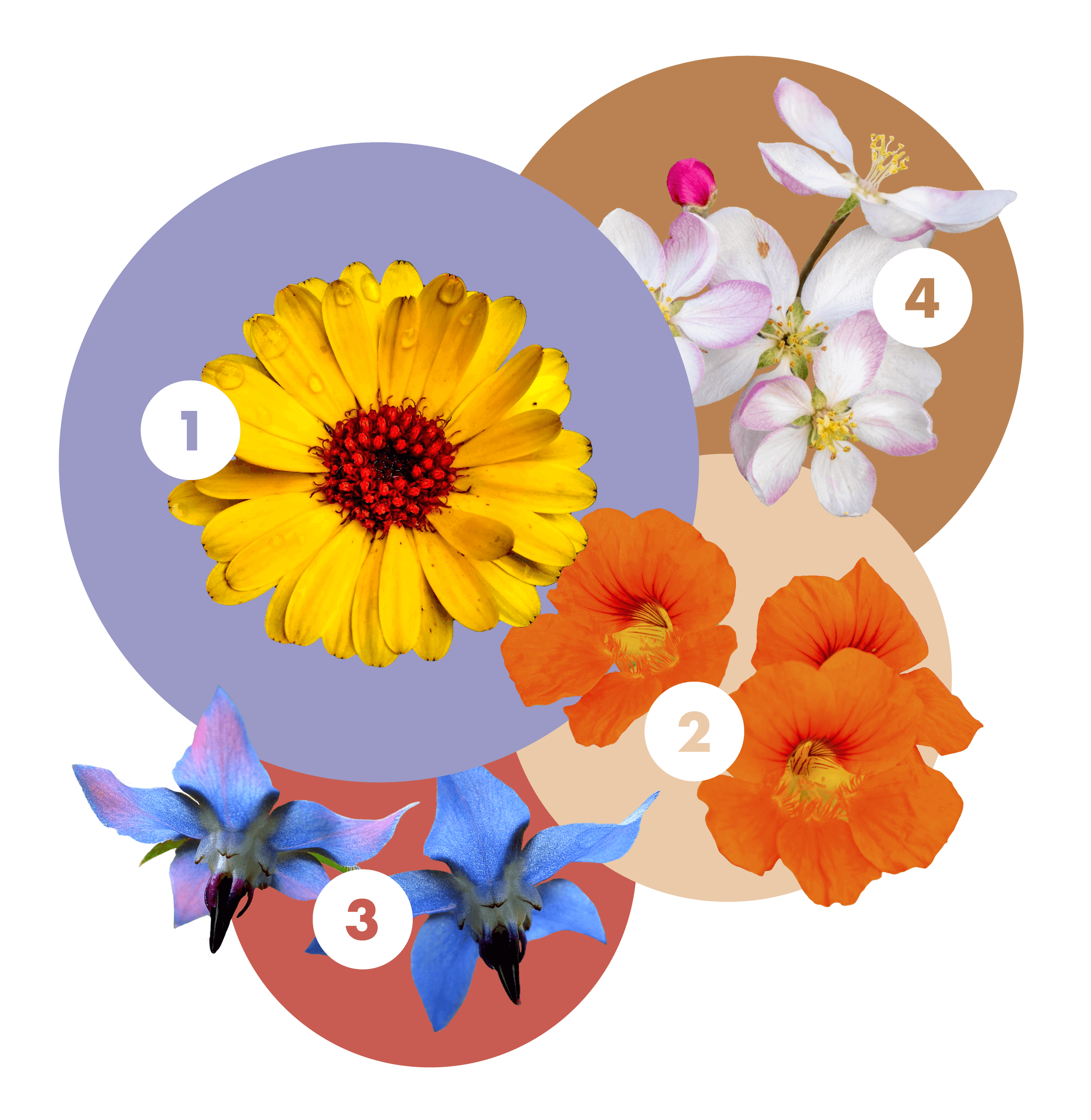 essblumen-collage-ostern.png